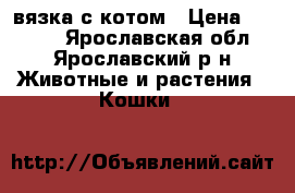 вязка с котом › Цена ­ 5 000 - Ярославская обл., Ярославский р-н Животные и растения » Кошки   